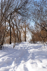Obraz premium Urban winter forest with snow covered footpath in city park near river beach, bright sunny day with clear blue sky, small trees and natural vegetation in urban environment, peaceful winter landscape