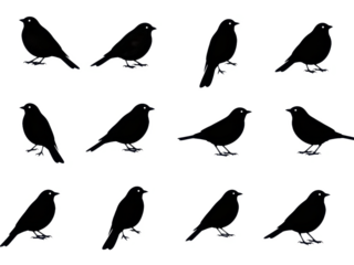 Collection of black bird silhouettes on a transparent background for design