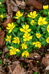 Close up of winter aconite, Eranthis hyemalis, yellow flowers growing through fallen leaves, early spring.