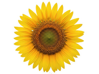 Obraz premium Vibrant sunflower isolated on transparent background with bright yellow petals and green center