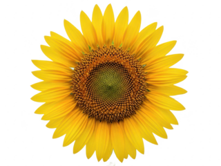 Vibrant sunflower isolated on transparent background with bright yellow petals and green center