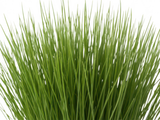 Lush green grass blades isolated on transparent background for landscape design