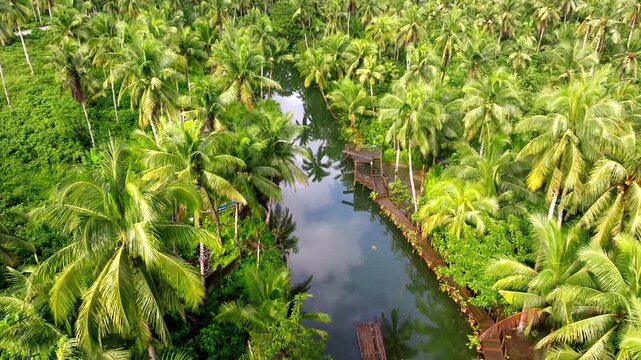 Aerial view of the lush green canopy of palm trees surrounding the tranquil, dark Maasin River with its wooden pier, Siargao, Philippines.