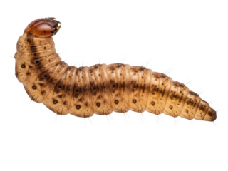 A large brown caterpillar with black spots on its body isolated on transparent background