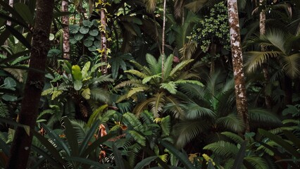 The image is of a dense forest