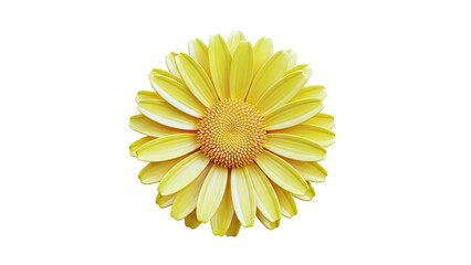 Close-up of a bright yellow daisy flower