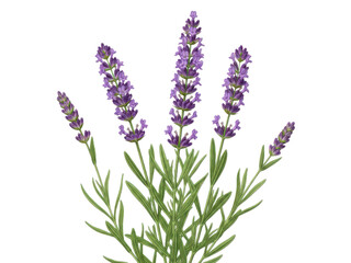 Obraz premium Beautiful purple lavender flowers isolated on transparent background with green leaves and stems