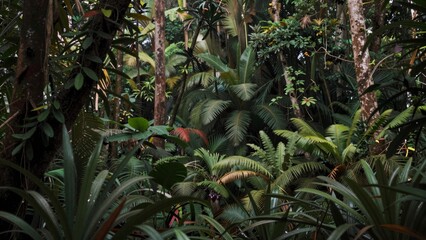 Fototapeta premium The image is of a dense forest