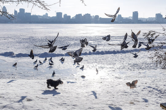 Large city across a wide frozen river with snow in the foreground. A flock of pigeons is startled and flying away as a playful Miniature Schnauzer runs towards them. Winter urban scene with snowy rive