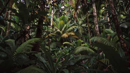 The image is of a dense forest