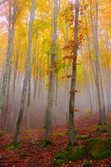 Autunno ai Prati di tivo