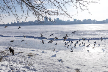 Fototapeta premium Winter river beach with snow and flock of pigeons feeding on grain, frozen wide river and large city skyline in background, urban winter landscape, birds gathering and flying in cold season, peaceful 