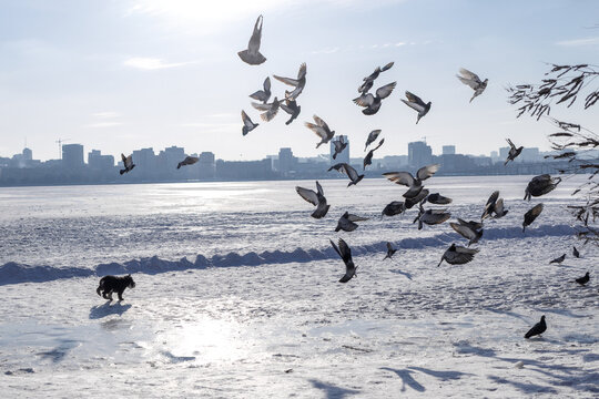 Large city across a wide frozen river with snow in the foreground. A flock of pigeons is startled and flying away as a playful Miniature Schnauzer runs towards them. Winter urban scene with snowy rive