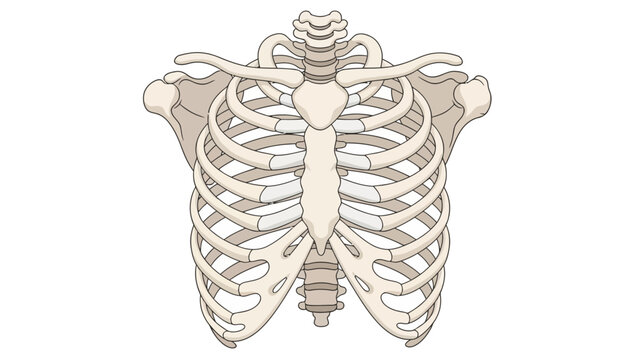 Anterior view illustration of the human rib cage sternum and clavicles