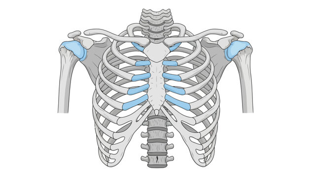 Anterior view of the human rib cage sternum vertebrae and shoulder joints with blue highlights