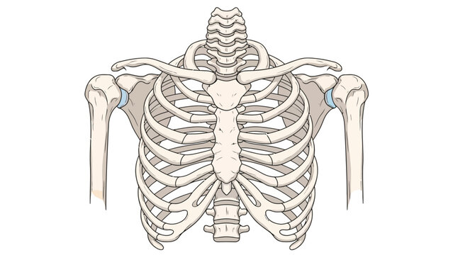 Anterior view of the human upper torso skeleton showing the sternum ribs clavicles scapulae and humeri