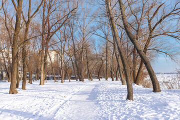 Fototapeta premium Urban winter forest with snow covered footpath in city park near river beach, bright sunny day with clear blue sky, small trees and natural vegetation in urban environment, peaceful winter landscape