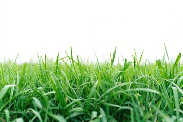 Obraz premium Grass field backgrounds landscape outdoors.