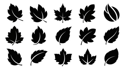 Fototapeta premium Collection of 15 black silhouette maple leaf icons in various shapes and orientations