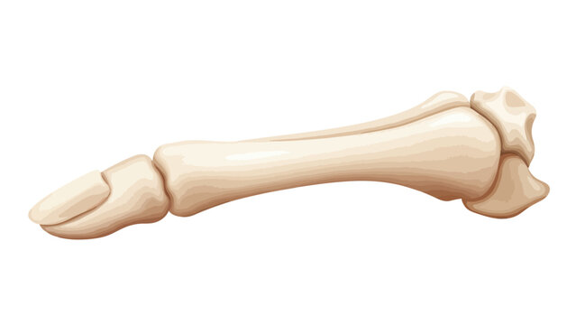 Illustrated structure of a bone segment with phalanges and metacarpalmetatarsal