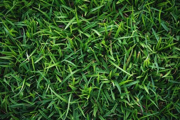 Fototapeta premium Green natural organic grass background and texture plant lawn.