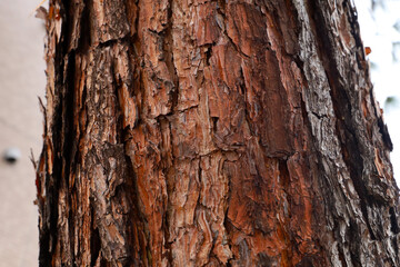 Obraz premium Close up texture of rough brown tree bark.