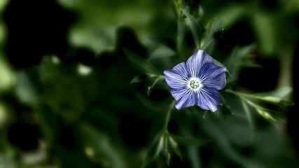 blue flower in the garden