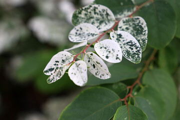 Breynia disticha or Snowbush in a garden.