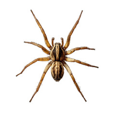 Wolf Spider Macro Closeup Isolated on Transparent Background