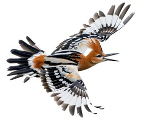 Colorful bird in flight isolated