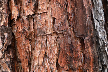 Close up texture of rough brown tree bark.