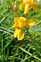 Tall bearded iris yellow flower - Latin name - Iris barbata elatior Goldfackel