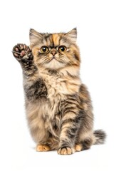 A sitting persian cat looks at camera and stretch one paw background animal kitten.