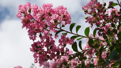 美しい百日紅の花