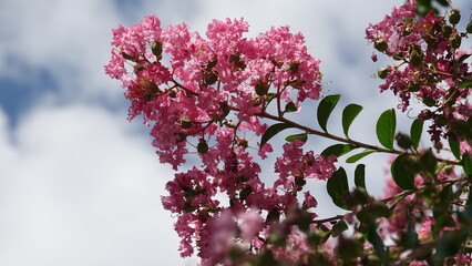 美しい百日紅の花