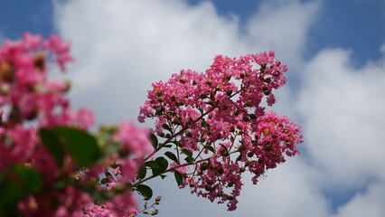美しい百日紅の花