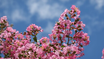 美しい百日紅の花