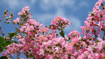 美しい百日紅の花