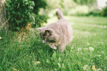Peaceful gray cat resting in grassy countryside field
