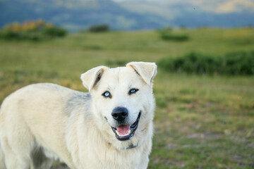 A smiling mixed breed dog stands with perked ears and open expression. The blue mountain backdrop...