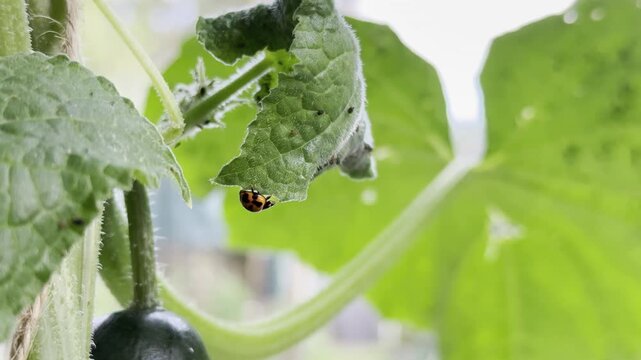 A ladybird searches a cucumber plant leaf for aphids in slow motion