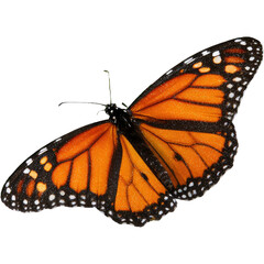 Vibrant yellow butterfly with black and blue markings on wings