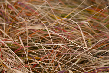 Dried brown and red grass blades in winter.
