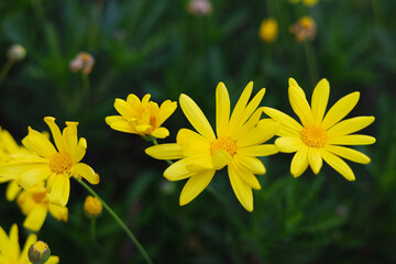 Yellow daisy flowers blooming with green leaves