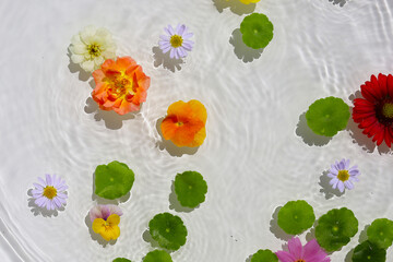 Green pennywort leaves with beautiful flowers floating on clear water with soft ripples.