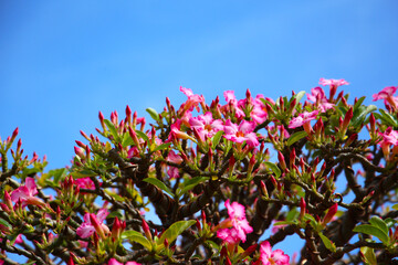 Adenium obesum, Pink desert rose flowers blooming under clear blue sky.