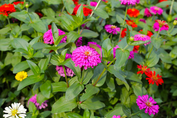 Colorful zinnias in full bloom