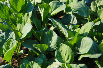 Green Chinese Kale growing in a garden