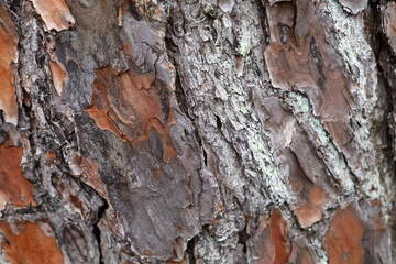 Close up texture of rough brown tree bark.