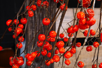 Orange-red Solanum Pumpkin berries on dry branches.
